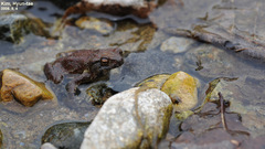 Bufo stejnegeri