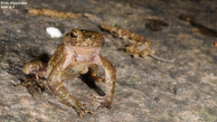Bufo stejnegeri