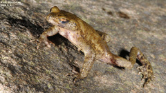 Bufo stejnegeri