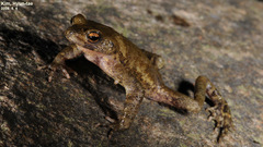 Bufo stejnegeri