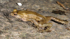 Bufo stejnegeri