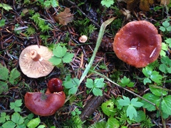 Lactarius badiosanguineus