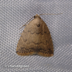 Anachrostis