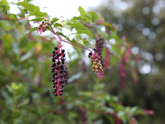 Phytolacca americana