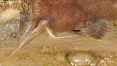 Liobagrus andersoni