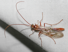 Ophion obscuratus