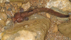 Liobagrus andersoni