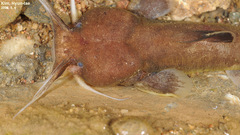 Liobagrus andersoni