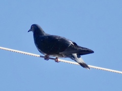 Columba livia domestica