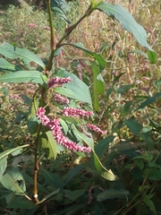 Persicaria