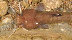 Liobagrus andersoni