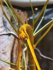 Phobaeticus serratipes