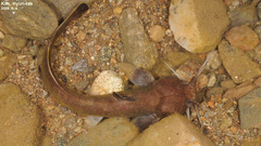 Liobagrus andersoni