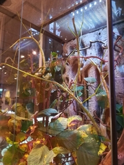 Phobaeticus serratipes