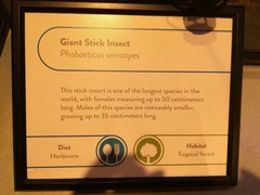 Phobaeticus serratipes