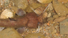 Liobagrus andersoni
