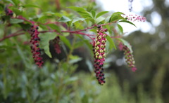 Phytolacca americana