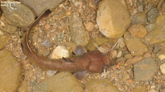 Liobagrus andersoni