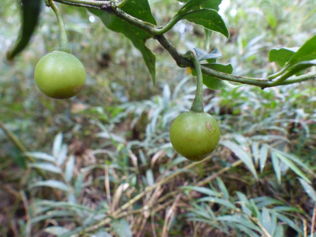 Solanum cornifolium; photograph (c) Ariel Gallego, some rights reserved (CC BY)