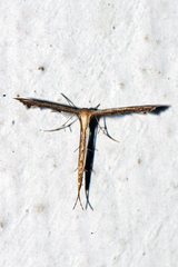 Bipunctiphorus