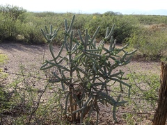 Cylindropuntia imbricata spinosior