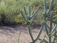 Cylindropuntia imbricata spinosior