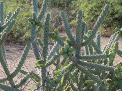 Cylindropuntia imbricata spinosior