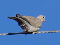 Streptopelia decaocto