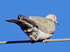 Streptopelia decaocto