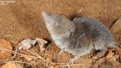 Ussuri White-Toothed Shrew photo 3