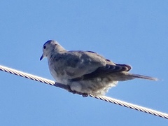 Streptopelia decaocto