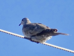 Streptopelia decaocto