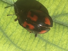 Chelymorpha cribraria