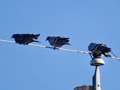 Columba livia domestica