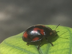 Chelymorpha cribraria