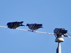 Columba livia domestica