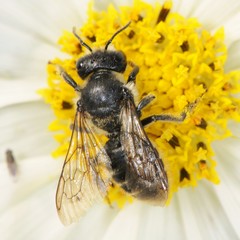 Megachile relativa