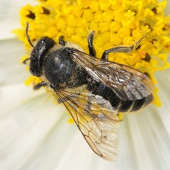 Megachile relativa