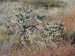 Cylindropuntia imbricata spinosior