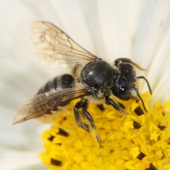 Megachile relativa