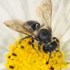 Megachile relativa