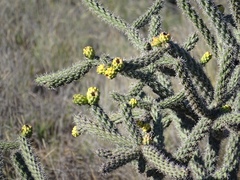 Cylindropuntia imbricata spinosior