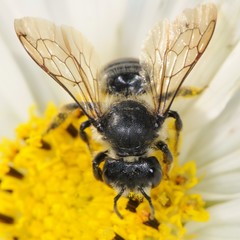 Megachile relativa
