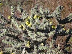 Cylindropuntia imbricata spinosior
