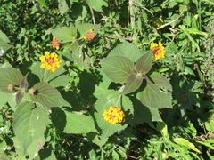 Lantana camara camara