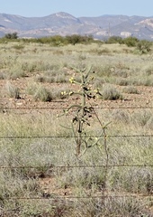 Cylindropuntia imbricata spinosior