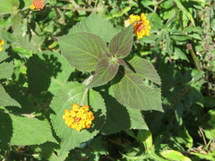Lantana camara camara