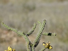 Cylindropuntia imbricata spinosior