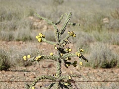 Cylindropuntia imbricata spinosior