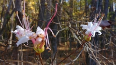 Rhododendron canescens